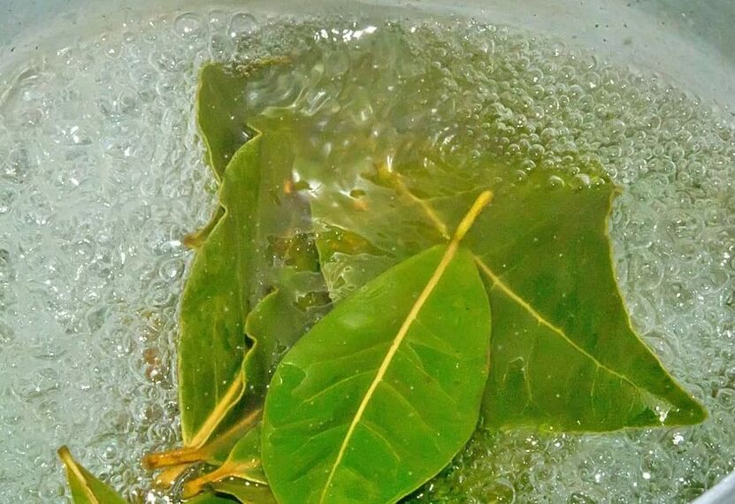 Une décoction de la feuille de baie
